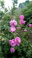 Gallery_186